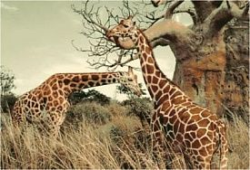 Ковер Фауна 50545